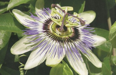 passiflora